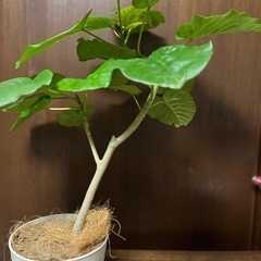 観葉植物ウンベラータ