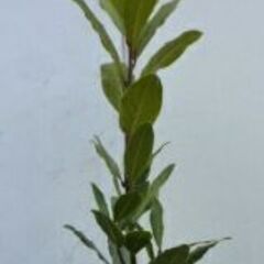 月桂樹植木鉢はついて無いです。