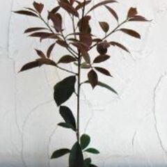 三重要　木　植木鉢はついて無いです。