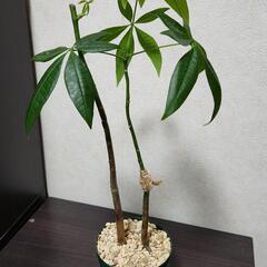 【11月末まで】訳あり 観葉植物 実生パキラ 2本 スリット鉢 ...