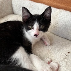 人も猫も大好き❤️ぽんちゃん❤️