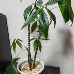 【急ぎ】観葉植物 実生パキラ 3本 フォレスト 曲げ木 譲りますの画像