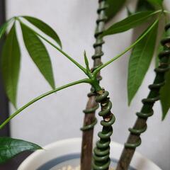 【急ぎ】観葉植物 実生パキラ 3本 フォレスト 曲げ木 譲りますの画像