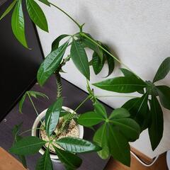 【急ぎ】観葉植物 実生パキラ 3本 フォレスト 曲げ木 譲りますの画像