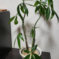 【急ぎ】観葉植物 実生パキラ 3本 フォレスト 曲げ木 譲ります