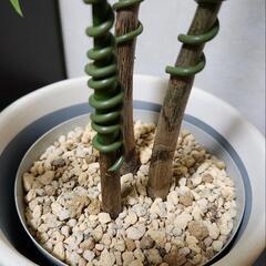 【急ぎ】観葉植物 実生パキラ 3本 フォレスト 曲げ木 譲りますの画像