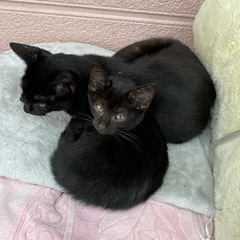 猫の捕獲を手伝ってくださる方を募集します（妊手術を受けるため）