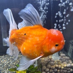 タイ産オランダ獅子頭