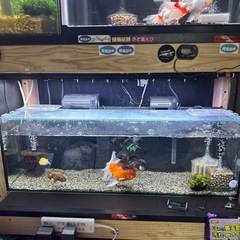 タイ産オランダ獅子頭の画像