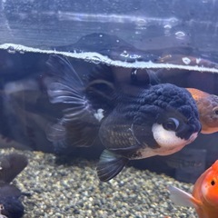 タイ産オランダ獅子頭の画像