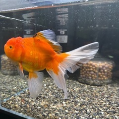 タイ産オランダ獅子頭の画像