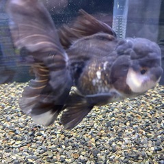 タイ産オランダ獅子頭の画像