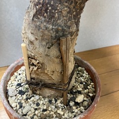 パキラ　観葉植物の画像