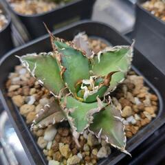 【取り引き決定】アガベ　スーパーシーザー4株の画像