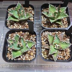 【取り引き決定】アガベ　スーパーシーザー4株