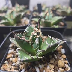 【取り引き決定】アガベ　スーパーシーザー4株の画像