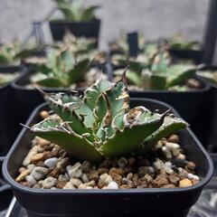 【取り引き決定】アガベ　スーパーシーザー4株の画像