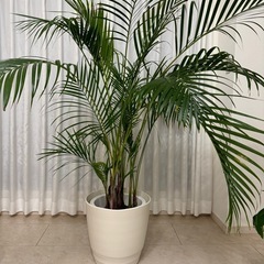 観葉植物の画像