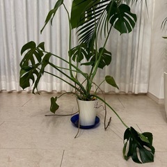観葉植物　モンステラ　の画像