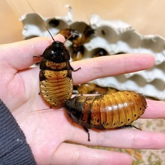 マダガスカルゴキブリ ペアの画像