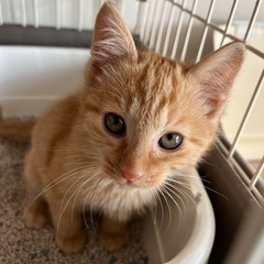ミィーくん里親様決まりました😊✨ − 愛知県