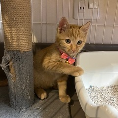 ミィーくん里親様決まりました😊✨ - 北名古屋市