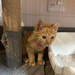 ミィーくん里親様決まりました😊✨ - 猫
