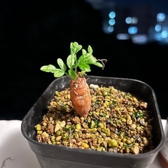 ①【根差し】オペルクリカリアヒファエノイデスの画像