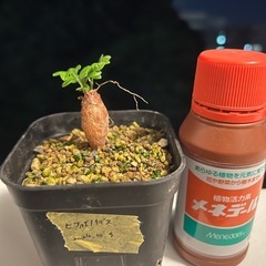 ①【根差し】オペルクリカリアヒファエノイデス
