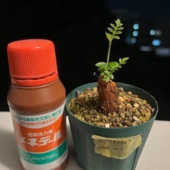 ②【根差し】オペルクリカリアヒファエノイデス