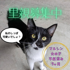 くるくるしっぽの女の子