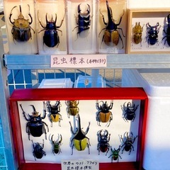 わいわい市藤沢店✨カブクワ講習会✨昆虫展示会イベント御礼✨