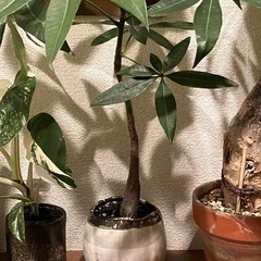 パキラ　観葉植物の画像
