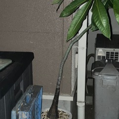 パキラ　観葉植物の画像