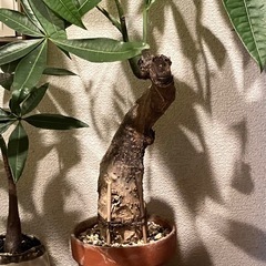 パキラ　観葉植物の画像