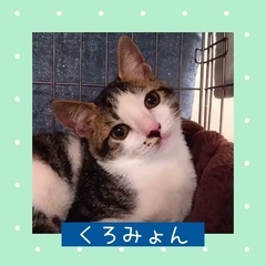 里親さま決定！ハナタレお目目❤️くろみょん
