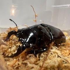 白眼タランドゥスA