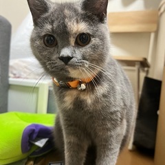 ブリティッシュショートヘア♀7ヶ月の画像