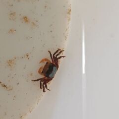イエローウィッチャークラブ ２匹 カニ 淡水 アクアリウム 熱帯魚