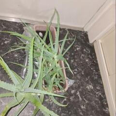 アロエAloevera Plant ☘️