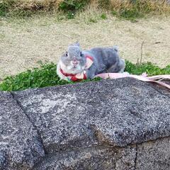 うさぎ