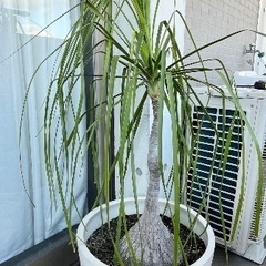 トックリラン・鉢植え・植木鉢・大き目
