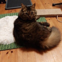 里親募集中