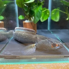 アイズファイアースネークヘッド（熱帯魚）