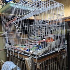犬、猫のゲージの画像