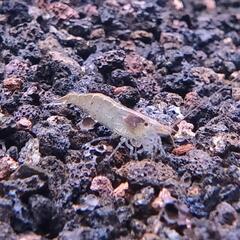 ミナミヌマエビ