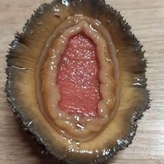 釣り餌用·冷凍ヒザラガイ1キロ