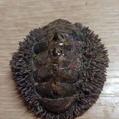 釣り餌用·冷凍ヒザラガイ1キロの画像