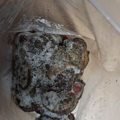 釣り餌用·冷凍ヒザラガイ1キロの画像