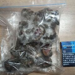 釣り餌用·冷凍ヒザラガイ1キロの画像